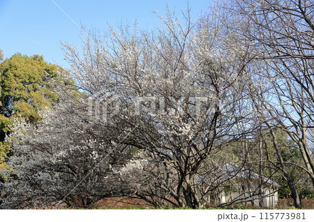 爽やか 白梅の花 爽やか 白梅の花 115773981