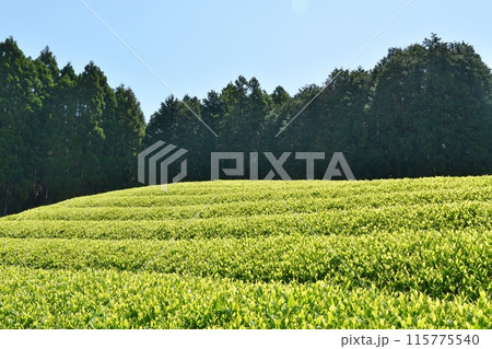 新茶の季節の大淵笹葉　静岡 115775540