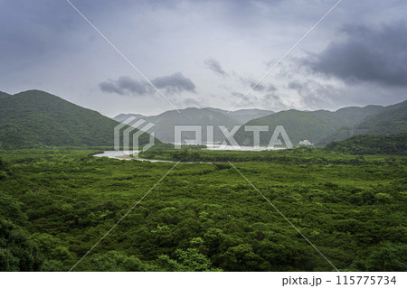 奄美大島住用マングローブ原生林	 115775734