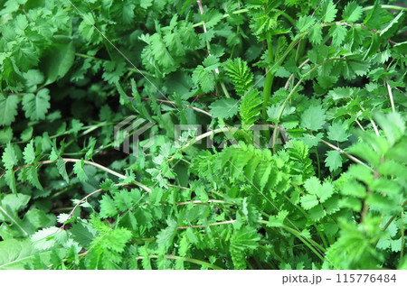 花壇に植えられたハーブ類:サラダバーネット 花壇に植えられたハーブ類:サラダバーネット 115776484