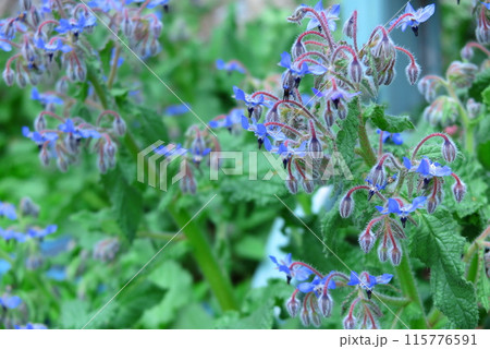 花壇に植えられたハーブ類：ポリジ 115776591