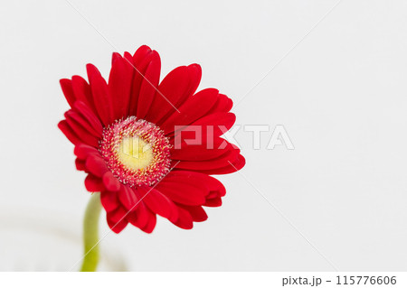 燃える神秘の愛の花言葉を持つ赤いガーベラ 115776606