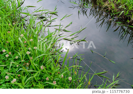 輝く水辺 輝く水辺 115776730