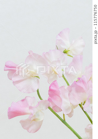 優しい色合いのスイートピー ピンク 優しい色合いのスイートピー ピンク 115776750