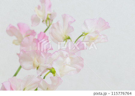 優しい色合いのスイートピー ピンク 優しい色合いのスイートピー ピンク 115776764