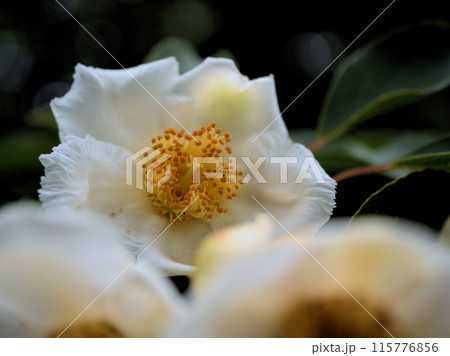 6月に美しく咲いた白いナツツバキ 6月に美しく咲いた白いナツツバキ 115776856