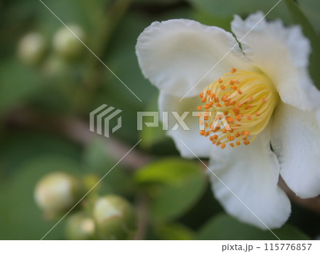 6月に美しく咲いた白いナツツバキ 115776857