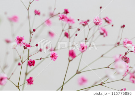 染めのかすみ草 ピンク色 染めのかすみ草 ピンク色 115776886