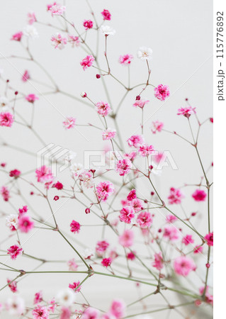 染めのかすみ草　ピンク色 115776892