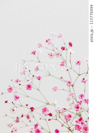染めのかすみ草 ピンク色 染めのかすみ草 ピンク色 115776894