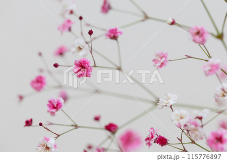 染めのかすみ草 ピンク色 染めのかすみ草 ピンク色 115776897