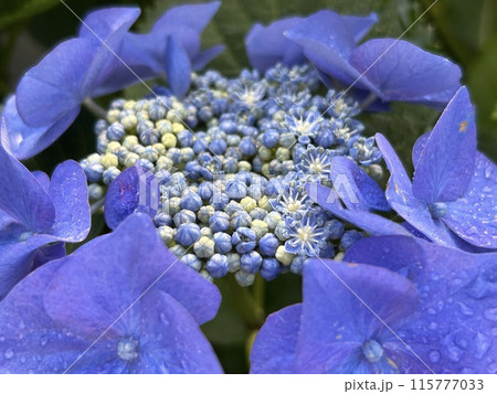 額紫陽花 115777033