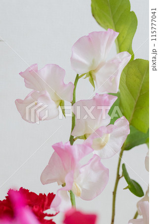 優しさに溢れるスイートピー 115777041