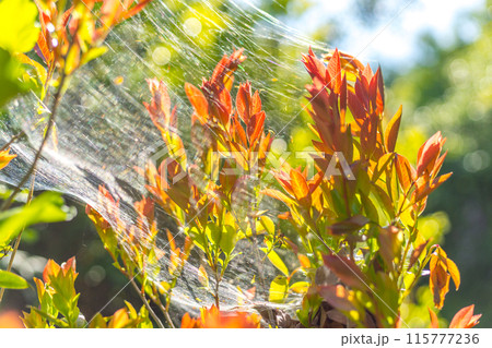 蜘蛛の巣 蜘蛛の巣 115777236