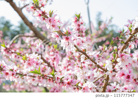 山梨県に広がる桃の花の光景 4月中旬 山梨県に広がる桃の花の光景 4月中旬 115777347