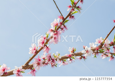山梨県に広がる桃の花の光景 4月中旬 山梨県に広がる桃の花の光景 4月中旬 115777354