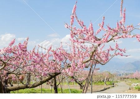山梨県に広がる桃の花の光景　4月中旬 115777359
