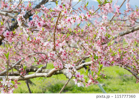 山梨県に広がる桃の花の光景　4月中旬 115777360