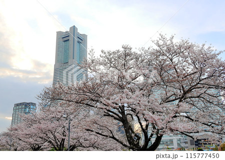 横浜みなとみらい21　桜　夕景 115777450