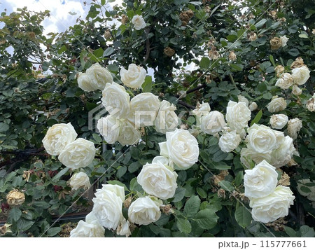 白いバラ 115777661