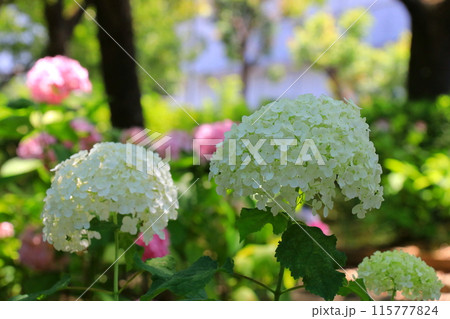 梅雨の晴れ間に咲く紫陽花・アナベル 115777824