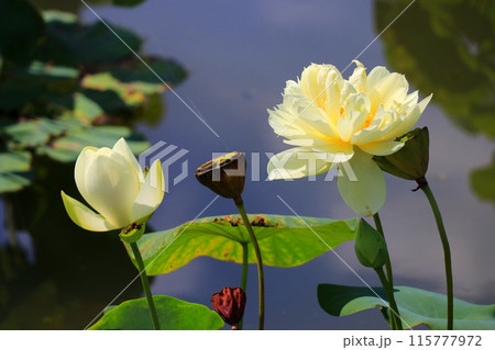 白い蓮の花 115777972
