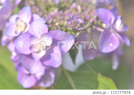 色とりどりの紫陽花 115777978