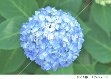 色とりどりの紫陽花 色とりどりの紫陽花 115777980
