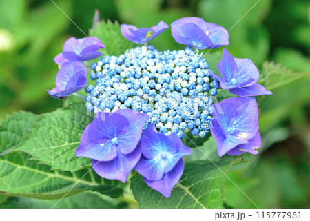 色とりどりの紫陽花 115777981