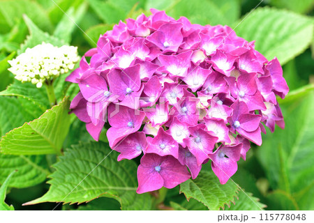 色とりどりの紫陽花 115778048