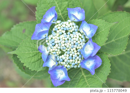 色とりどりの紫陽花 115778049