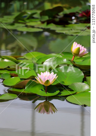 水面に浮かぶ睡蓮の花 115778068