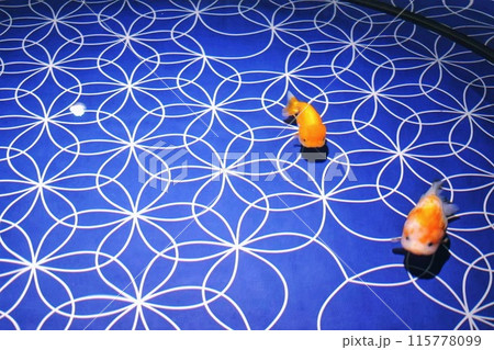 鯉、泳ぐ金魚、夏イメージ、和風背景 115778099