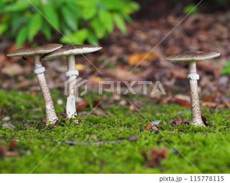 ヘビキノコモドキの生態写真 115778115