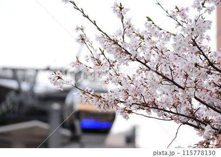 横浜みなとみらい21　桜　夕景 115778130