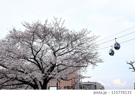 横浜みなとみらい21 桜 夕景 横浜みなとみらい21 桜 夕景 115778135