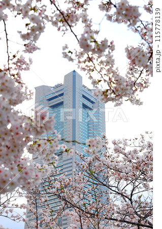 横浜みなとみらい21 桜 夕景 タテ位置 横浜みなとみらい21 桜 夕景 タテ位置 115778139