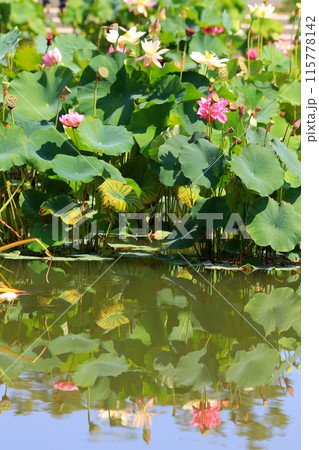 池に咲くハスの花 115778142