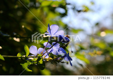 青いルリマツリの花 115778146