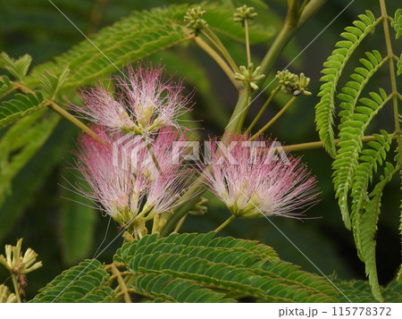 家の庭に咲き始めたネムノキの花 家の庭に咲き始めたネムノキの花 115778372