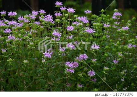 ワイルドベルガモットの花・ヤグルマハッカ ワイルドベルガモットの花・ヤグルマハッカ 115778376