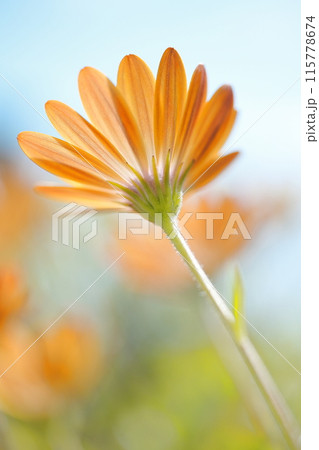 オレンジ色のオステオスペルマム・エクロニスの花が咲いています オレンジ色のオステオスペルマム・エクロニスの花が咲いています 115778674