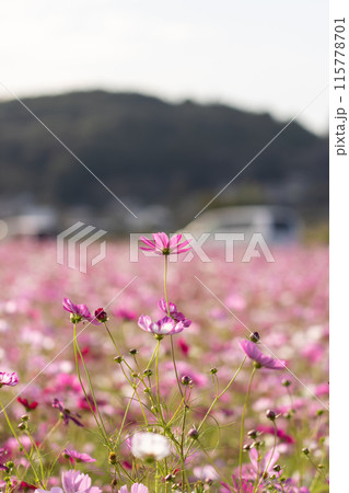 風に揺れるコスモス 115778701