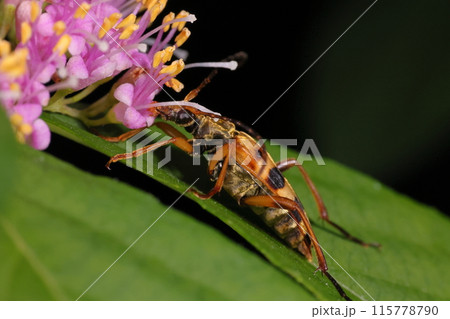 生き物　昆虫　ヨツスジハナカミキリ、模様は地域変異や個体差があるようです。こちらは千葉県の産 115778790