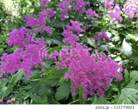 キョウガノコ 115779081