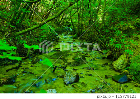 木々に囲まれた広沢川の清流 115779123