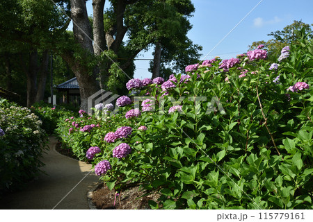 藤森神社　紫陽花苑　京都 115779161