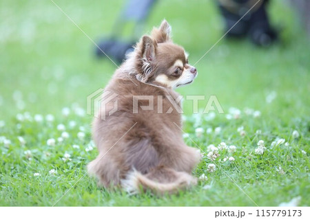 ドッグランで遊ぶかわいいチョコタンチワワ 115779173
