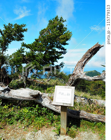【山の標識】徳島県・剣山・刀掛の松(2015年) 【山の標識】徳島県・剣山・刀掛の松(2015年) 115779313