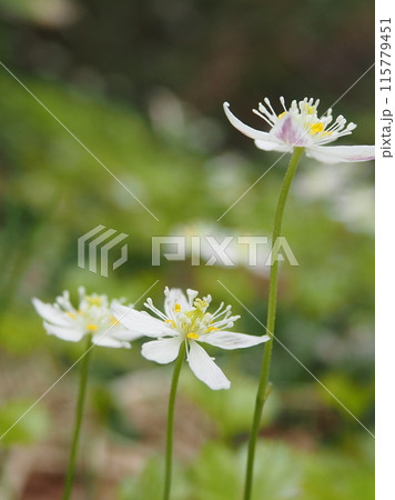 ミツバオウレンのお花畑 115779451